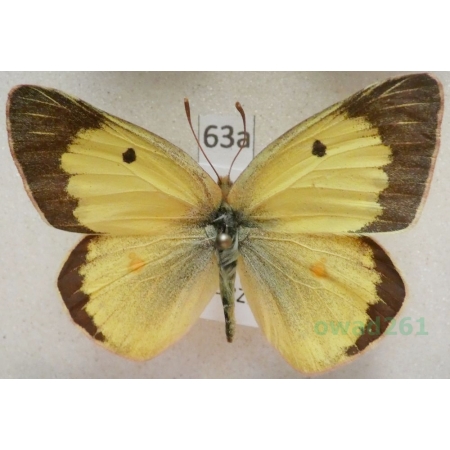 Colias erate (Esper, 1805) male Szlaczkoń erate Czech63a